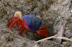 Land Crab